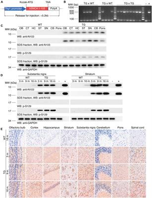 Transgenic Mice Expressing Human α-Synuclein 1-103 Fragment as a Novel Model of Parkinson’s Disease